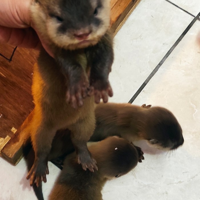 SALE -otter berang berang sero linsang