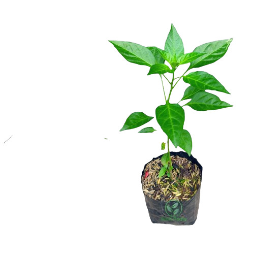 Tanaman Cabe Merah Keriting Bibit Cabe Unggul