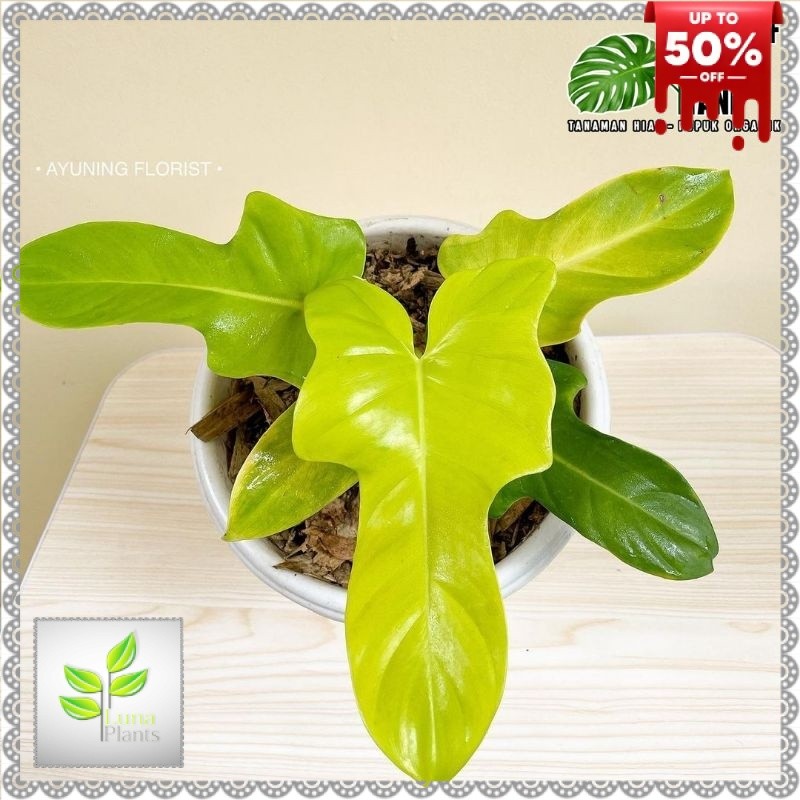 Tanaman hias Philodendron Violin - Violin golden - Violin silver