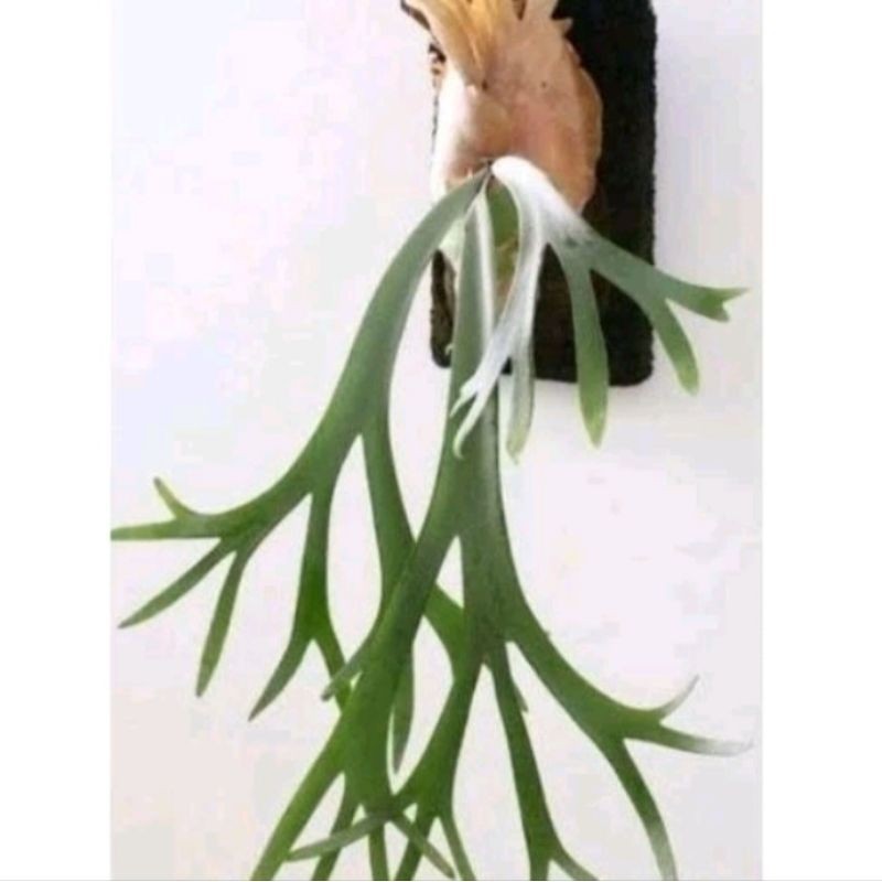 KOKOWA FLORA. Tanaman Hias Gantung Tanduk Rusa / Tanaman gantung /Tanaman telmpel Cantik segar (ukur