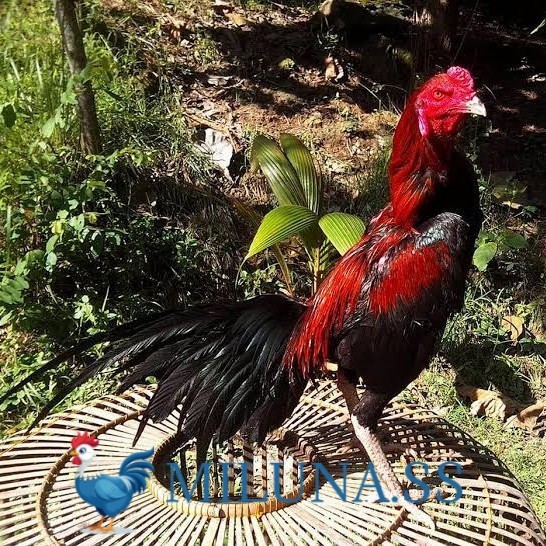 

FERTIL TELUR AYAM bangkok ekor lidi / hias siap kirim