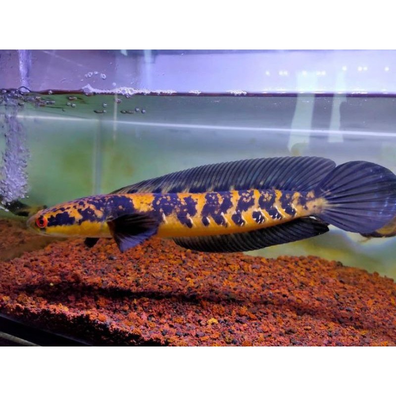 Channa Maru Yellow Sentarum 23cm GRADE A Bahan Kontes Free stiker
