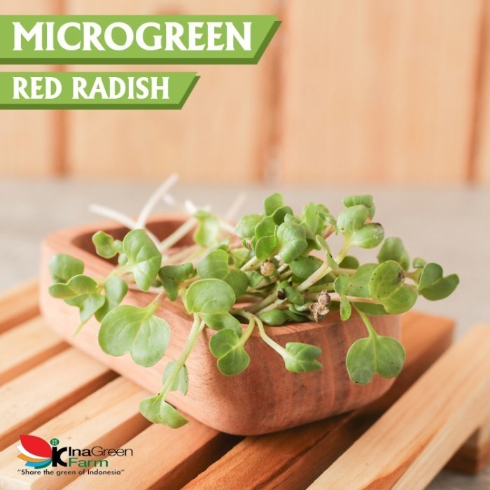 

Inagreen Farm Bandung Microgreen Organik Red Radish