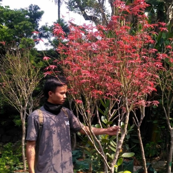 pohon red maple american / red maple amerika daun merah