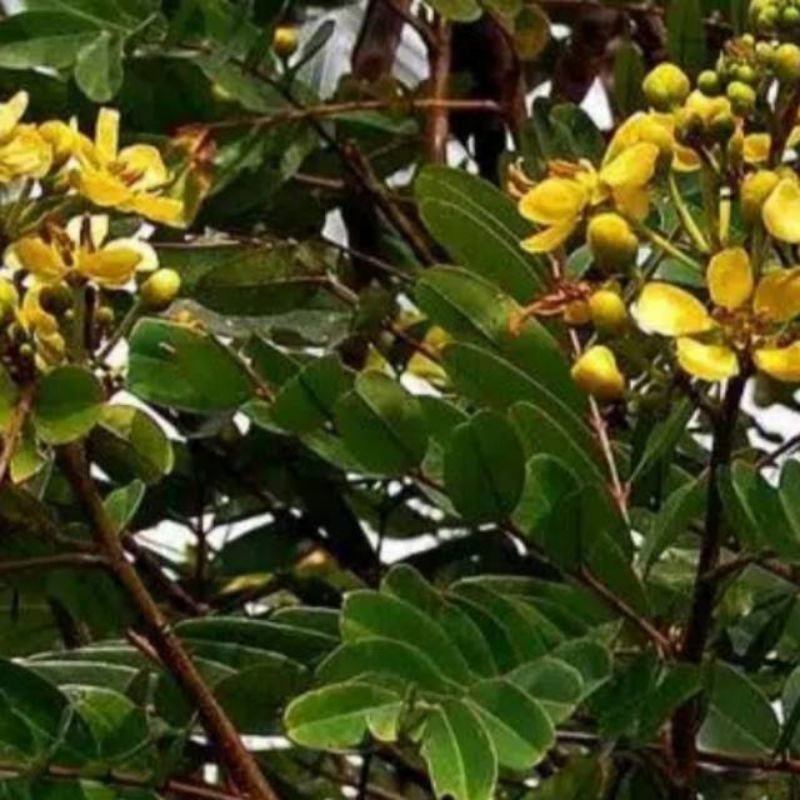 

daun johar segar 1kg