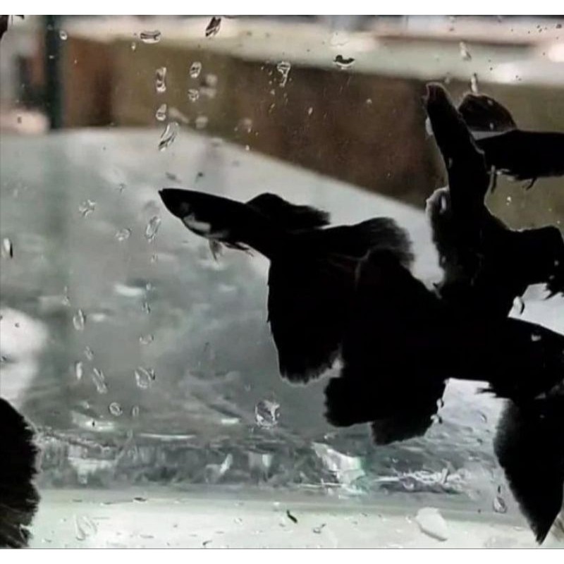 ikan hias guppy black moscow sepasang jantan betina ikan air tawar aquarium,kolam dan aquascape