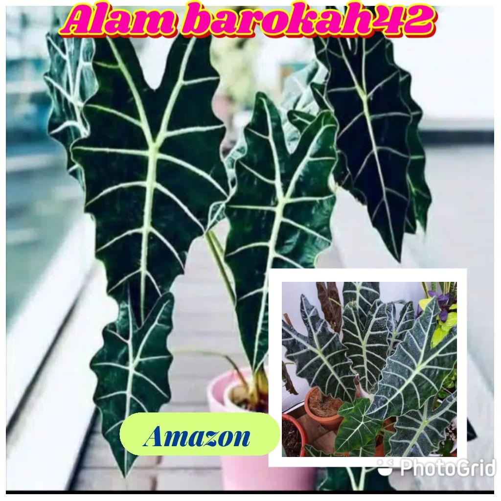 Bibit Alocasia Amazon lokal / keladi Amazon Alocasia tengkorak
