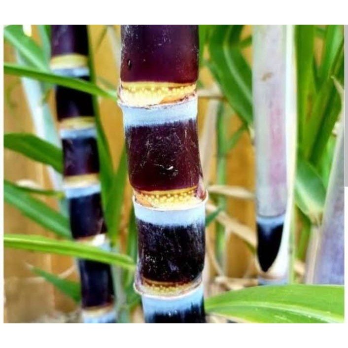 jual batang tebu hijau, tebu hitam panjang 50 cm 3 batang