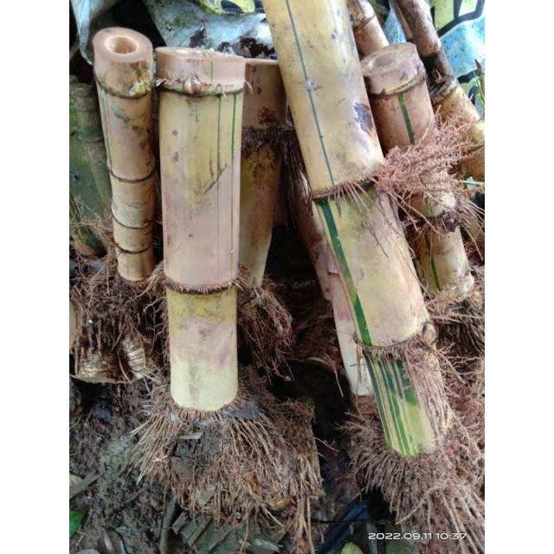 Bibit Bambu Kuning Jumbo/Bonggol Bambu kuning Buat Bahan Bonsai/Bambu Ampel Kuning Bahan Bonsai/Tana