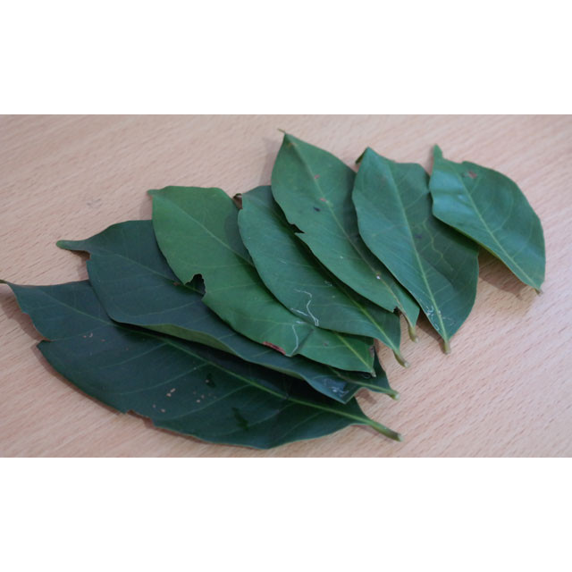 

daun salam fresh