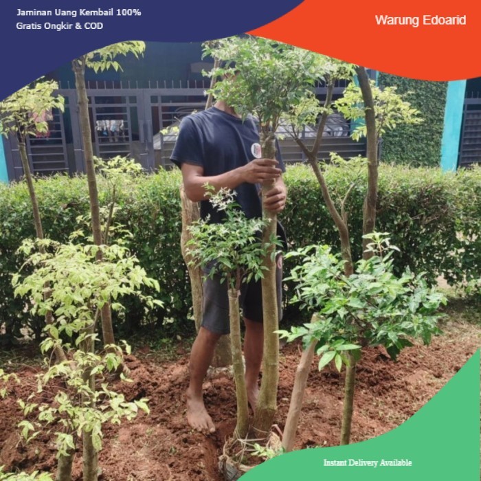 Pohon Bonsai Anting Putri Salju