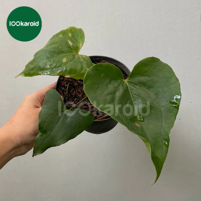 Tanaman Hias Anthurium Pterodactyl