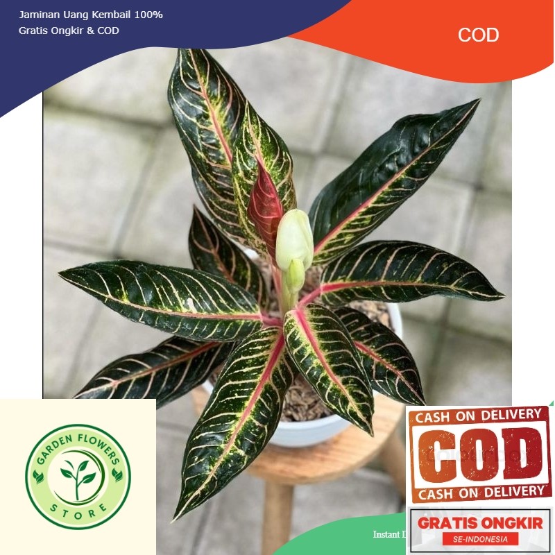 Aglonema Murah Anakan Red Sumatra Best Seller (COD)