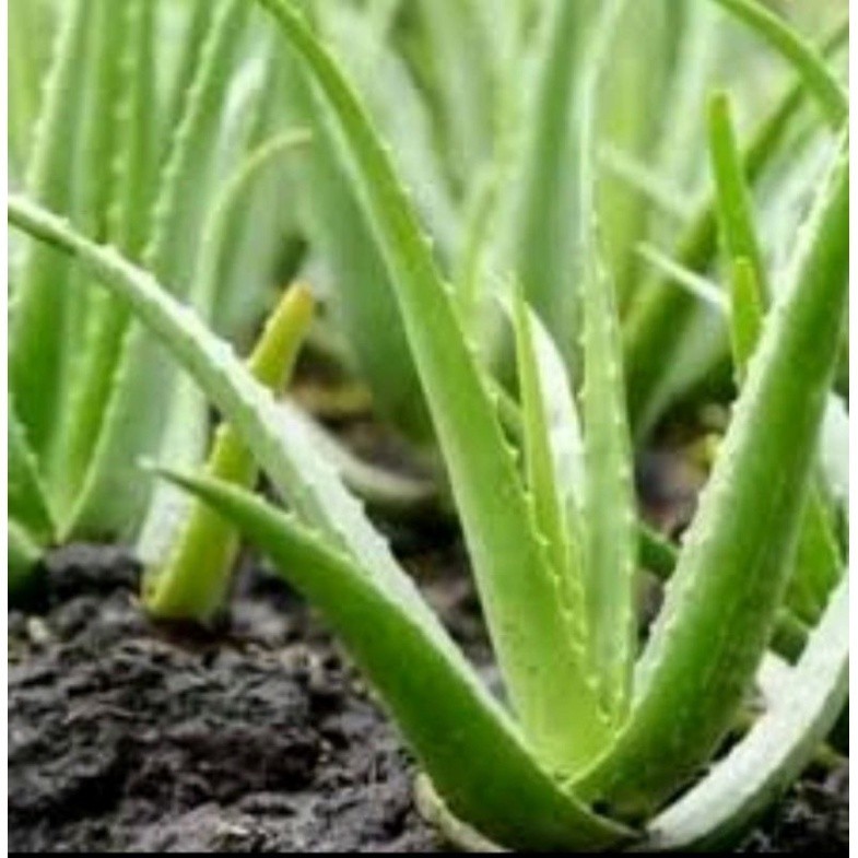 KOKOWA FLORA Bibit Tanaman Bunga Lidah Buaya tanaman lidah buaya Segar cantik murah