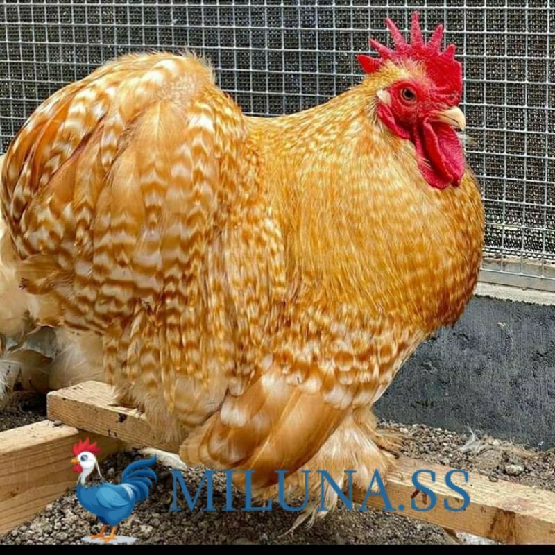 

FERTIL TELUR AYAM BANTAM CHOCIN UNTUK DI TETASKAN