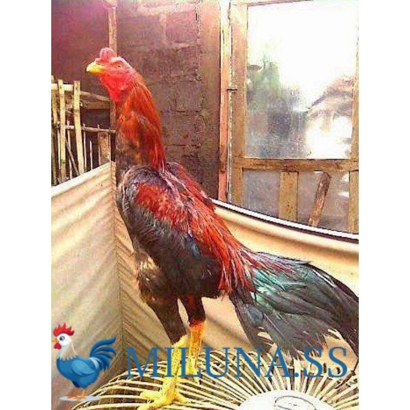 

FERTIL TELUR AYAM BANGKOK RAJA FRESH