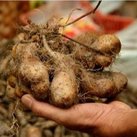 

Ubi Gembili Segar 500 Gram – Umbi Tradisional Kaya Manfaat & Siap Olah