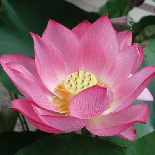 Nelumbo nucifera - LOTUS PINK - Benih Biji Bunga Teratai