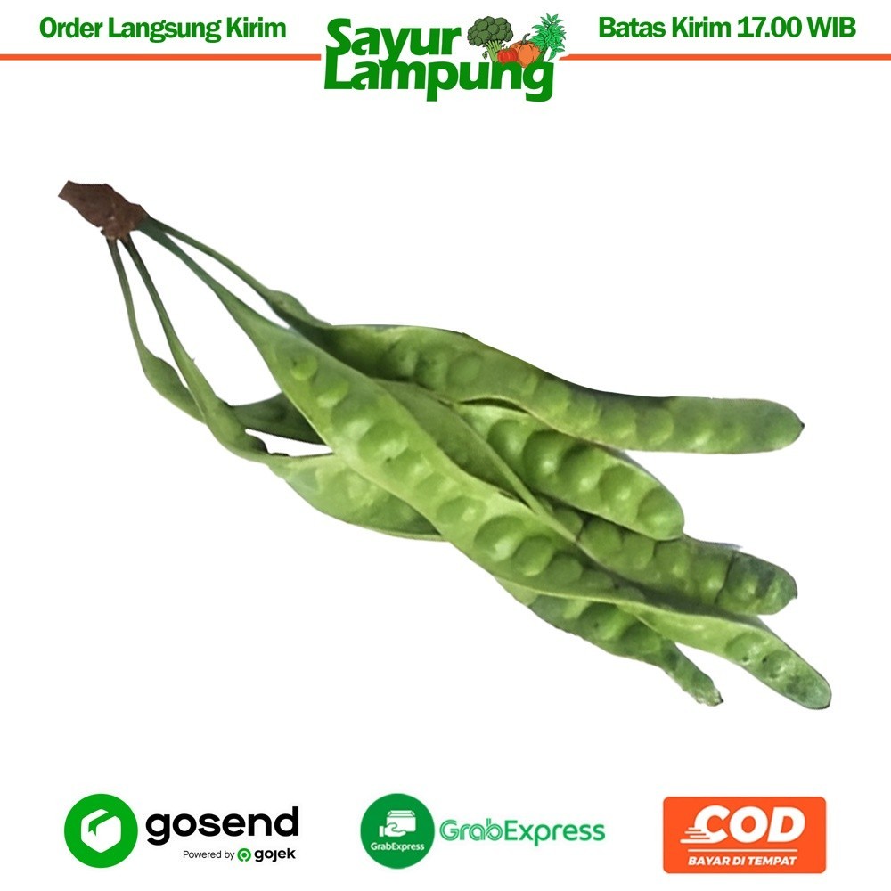 

TEBUS MURAH Petai/Pete 1 Buah - Sayur Lampung