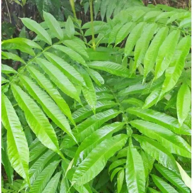 

SAHABTANI Daun Sungkai Herbal 500 Gram