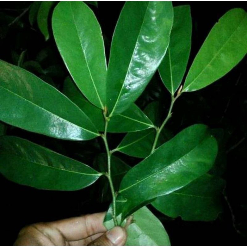 

daun sirsak tua segar per 50lembar