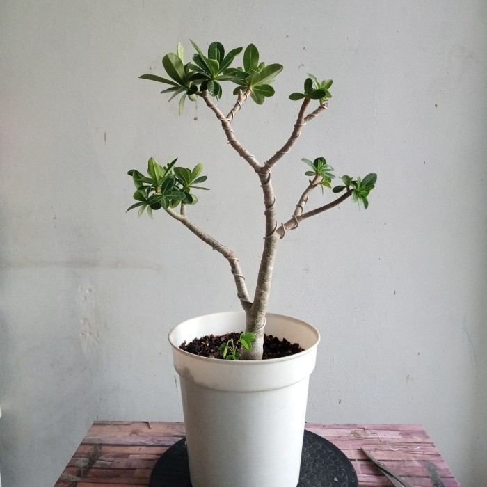 Adenium arabicum thaisoco hybrid