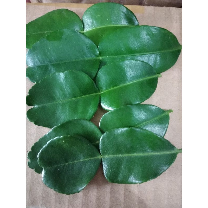 

READY SERBA MURAH Daun Jeruk Purut Organik 20gr (SEGAR)