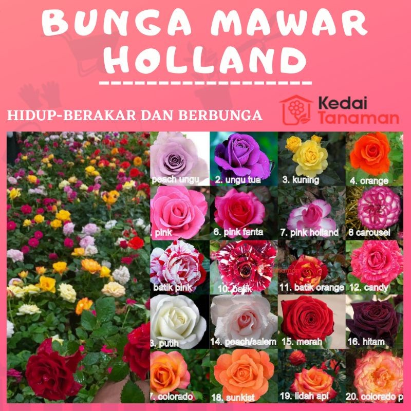 Bunga MAWAR HOLLAND - Tanaman Hidup Bunga Hias Mawar Holland Berbunga & Bergaransi