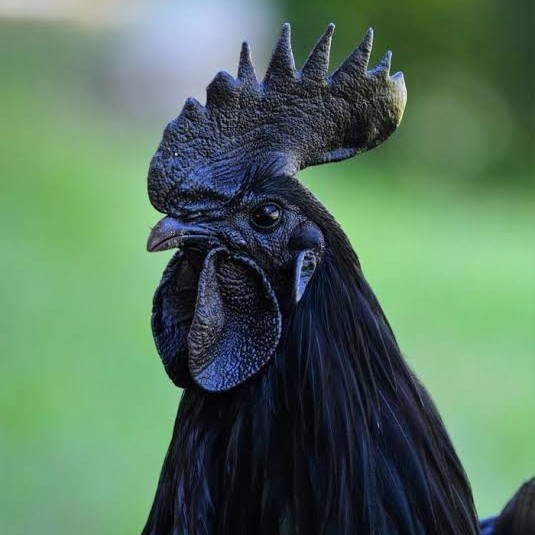 

Fertil Telur ayam cemani / telur ayam hias / telur fertil siap cod
