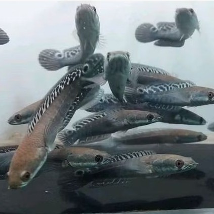 Yellow Sentarum Sortiran Bar Tebal dan Bahan Batik Premium