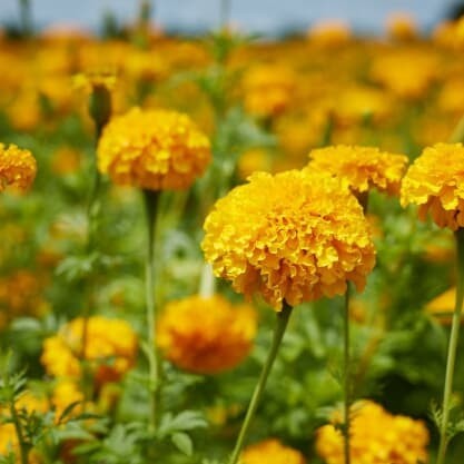 Bunga Calendula officinalis atau disebut pot marigold