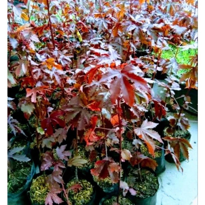 bibit tanaman Red panama