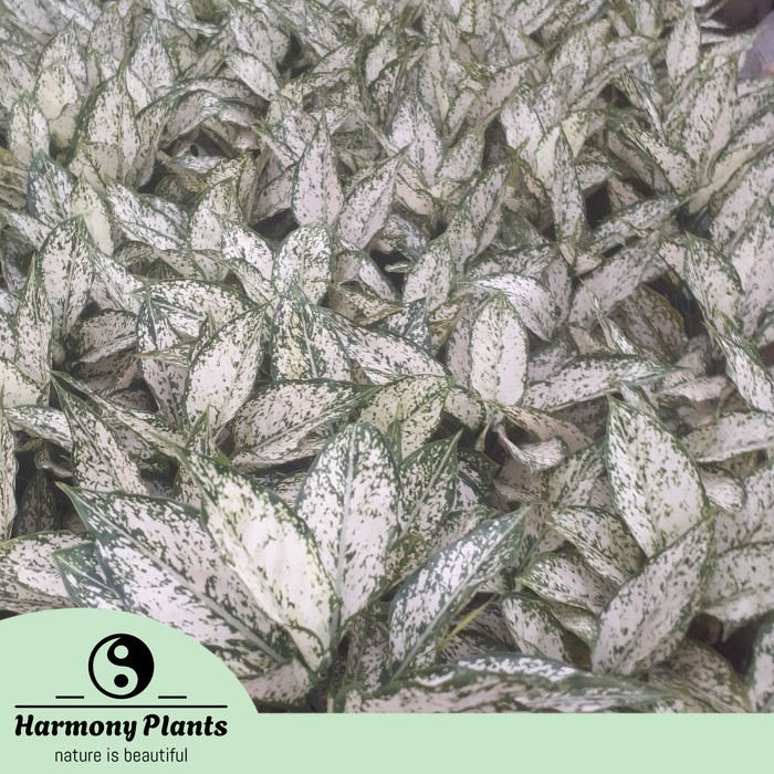 Tanaman Hias Indukan Aglonema Snow White.