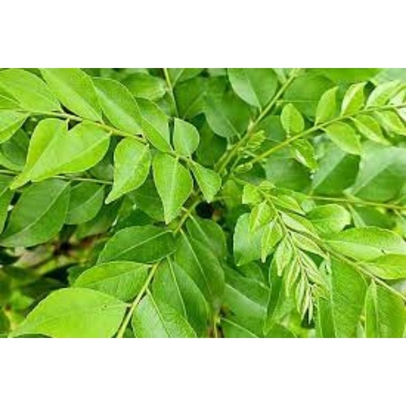 

MAKRIFAT DIGITAL Paket 1000 Gram DAUN KARE SALAM KOJA Penyedap Masakan Super Lezat