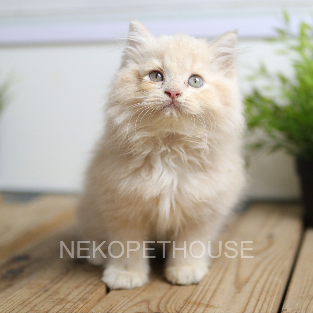 Kucing Kitten Persia Longhair Lucu Umur 2.5 bulan