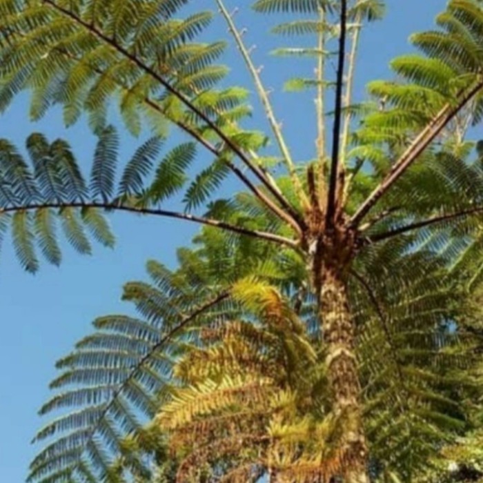 bibit tanaman hias paku monyet/pakis monyet jumbo /paku tihang peneduh