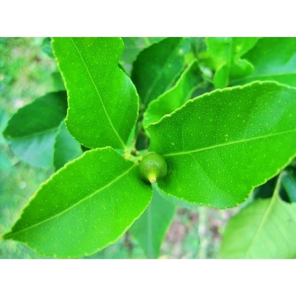 

Ready Daun jeruk nipis segar fresh COD COD