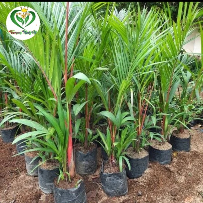 tanaman palem merah tinggi 1 meter