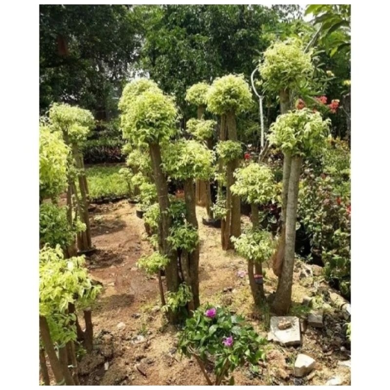 Tanaman Bonsai Anting Putri tinggi 1meter siap pajang