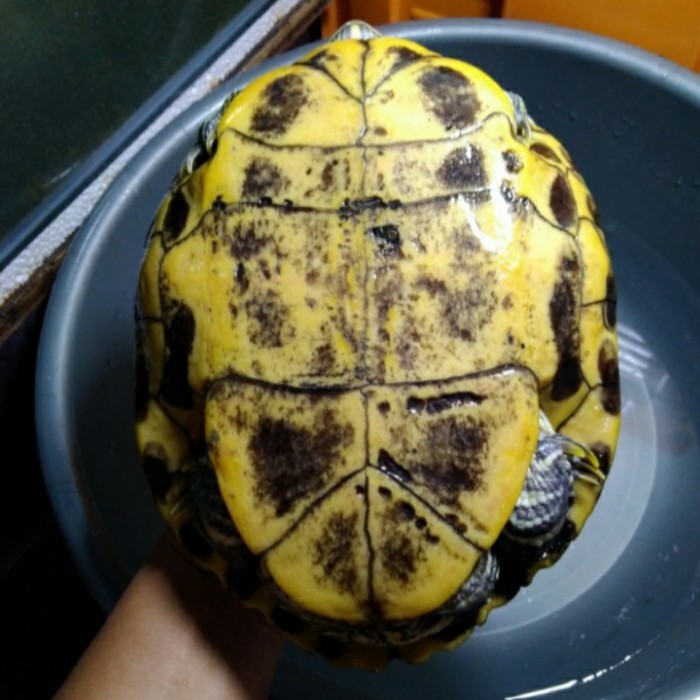 SALE -Kura Brazil Indukan Betina (Jumbo)