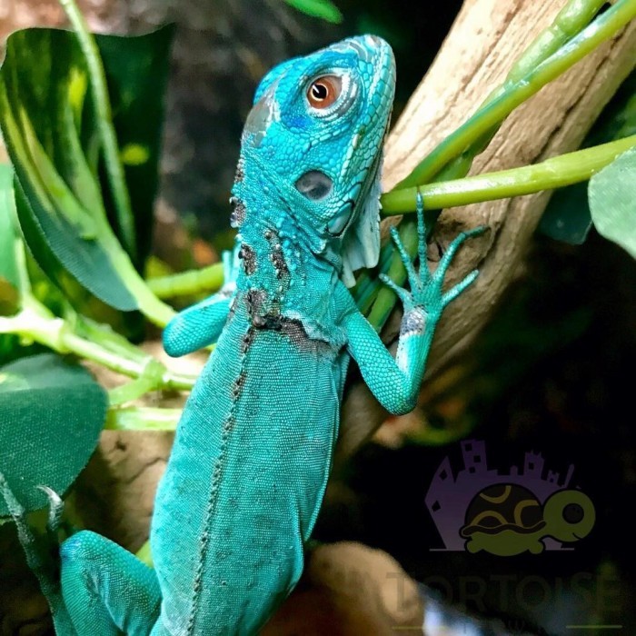 SALE -Reptile - iguana blue / blue iguana / iguana biru - 28-30cm, Betina