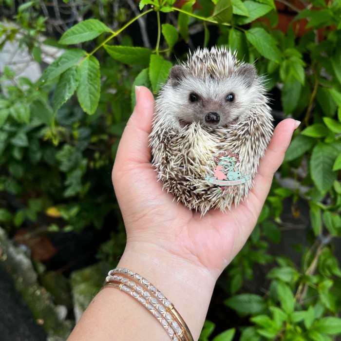 SALE -landak mini hedgehog lamin tobiano Tobi  n papper charcoal pinto