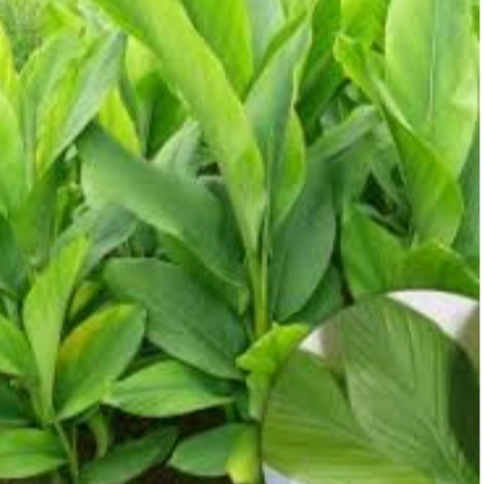 

SAHABATANI daun kunyit segar terbaik lebar 10 lembar langsung ambil saat ada orderan masuk Promo Terbaik Terlaris Termurah