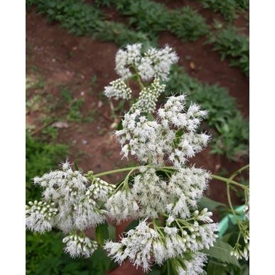 

Daun kirinyuh segar 1kg - Kirinyuh fresh SRH