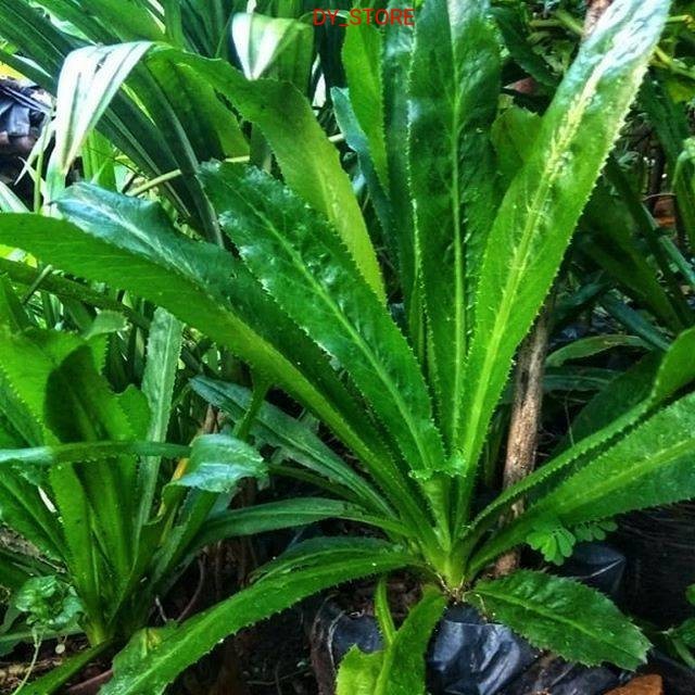 Terlaris Bibit tanaman walang sangit/walang cina tumbuh polybag dan organik