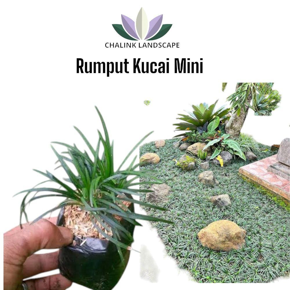 Rumput Kucai Mini / Tanaan Kucai Mini / Tanaman semak / Tanaman Kucai Pengganti rumput