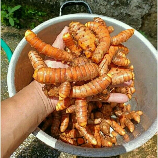 

Kunyit/Kunir Segar 1kg