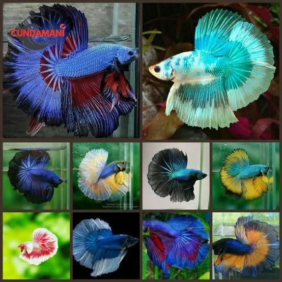 Hiasan soliter Cupang Halfmun Paket 10 halfmoon hm Ekor rostail cunda