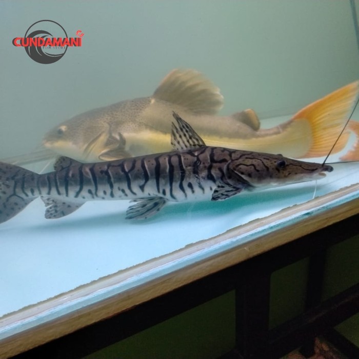 Hiasan Aquarium Ikan Tiger Catfish TSN 8-12 cm