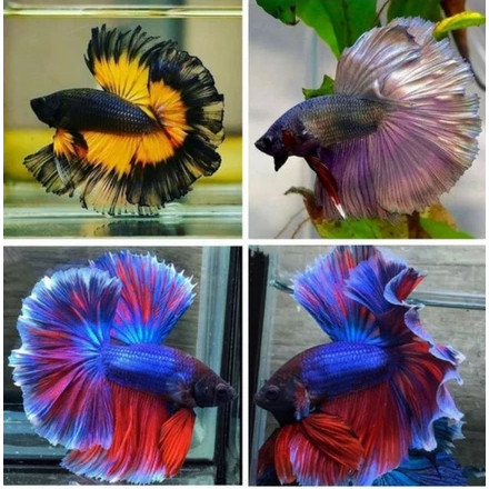 Ready IKAN CUPANG HALFMOON/KUALITAS-BAGUS